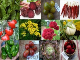 Házikerti zöldség válogatás 12 fajta - Akciós paradicsommagok az Egzotikus Növények Stúdiója kínálatából